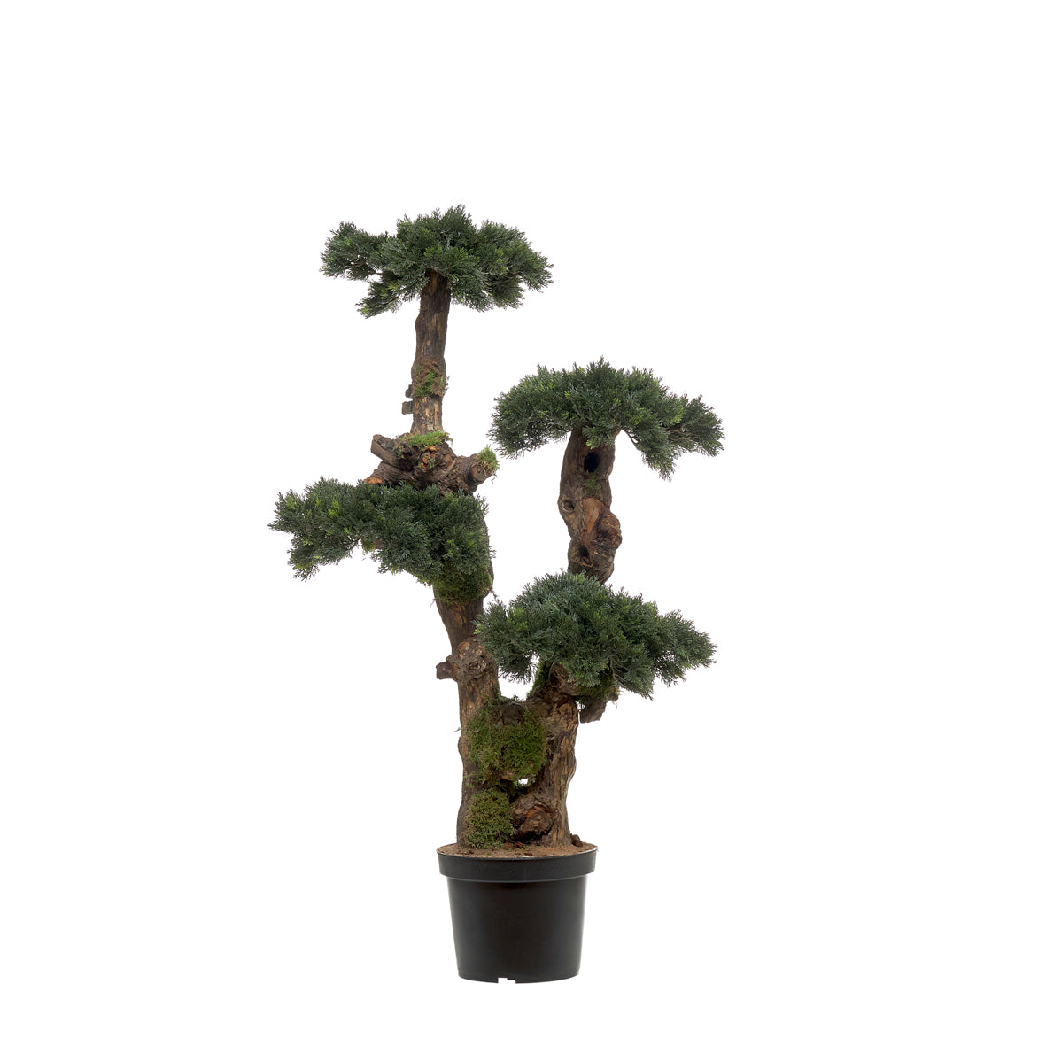 Bonsai Dark Cipres Triplex 100cm - Planta artificial