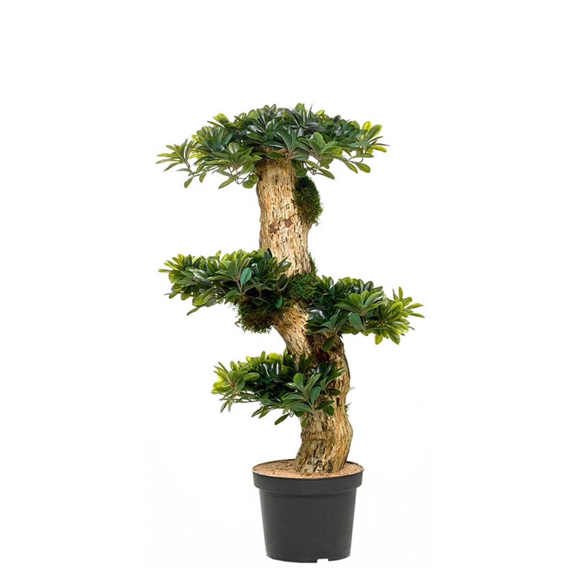 Bonsai Ficus 70-90cm - Planta artificial